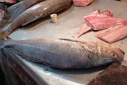 Редчайшие рыбы принесли рыбаку 6,4 миллиона рублей