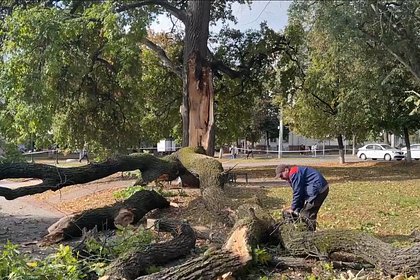 В России упало посаженное в честь отмены крепостного права дерево
