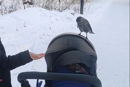 Вымогающие у людей еду кедровки попали на видео на Сахалине