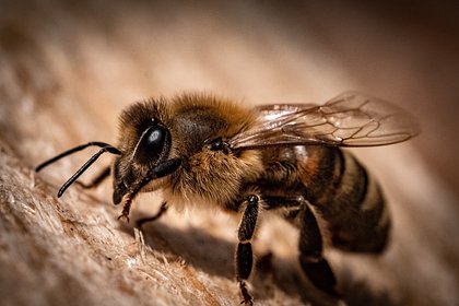 В Костроме открылась выставка о жизни пчел