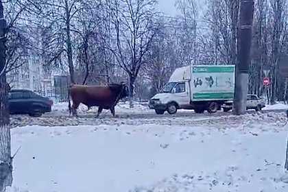 Погоня сотрудников ДПС за быком на проезжей части попала на видео