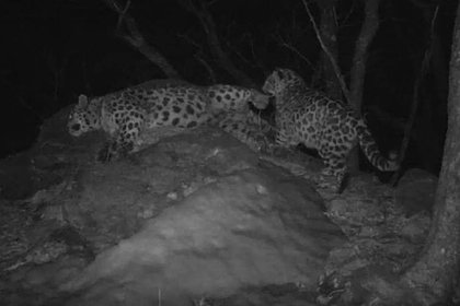 Процесс воспитания котенка леопарда в Приморье попал на видео