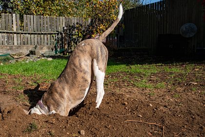 Собака выкопала загадочный снаряд во дворе дома
