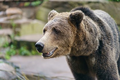 Выживавший полгода в тундре пенсионер рассказал о дружбе с росомахой и медведем