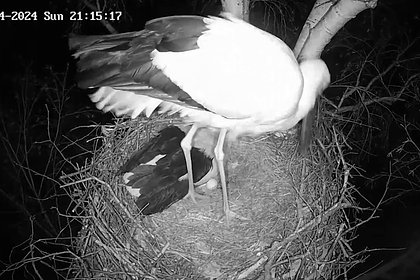В Амурской области самка аиста снесла яйцо прямо на самца