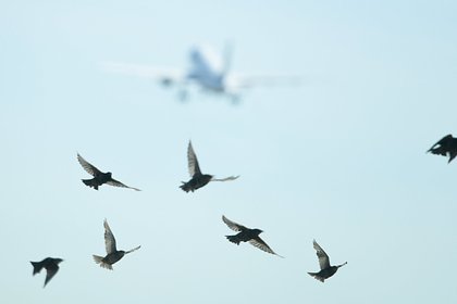 Пассажирский самолет при взлете столкнулся со стаей птиц