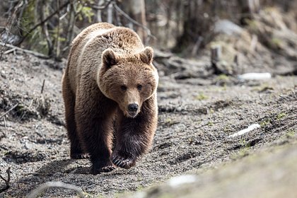 Медведь растерзал пожарного в лесу Забайкалья
