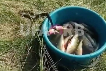 В российском селе наглый уж обокрал рыбаков и попал на видео