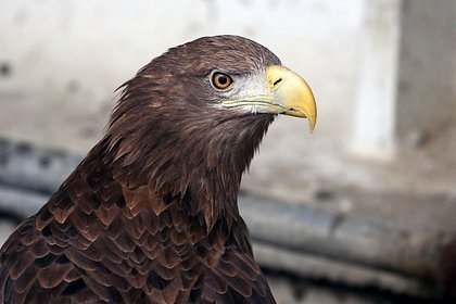 Краснокнижных орланов спасли от зоофотографов в российском парке
