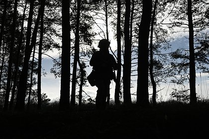 Назван срок восстановления пострадавших из-за СВО лесов