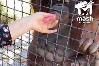 Самочувствие покурившей вейп обезьяны ухудшилось