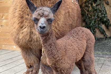 Детеныш альпака получил экологичное имя на курорте «Манжерок»