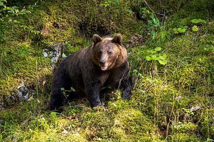 Самый опасный медведь в мире покалечил трех женщин на ферме