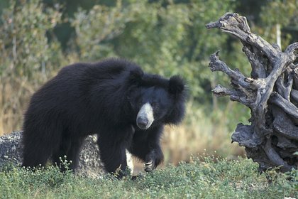 Самый опасный медведь в мире растерзал восьмилетнего мальчика