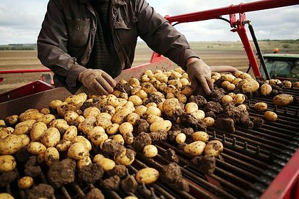 Сборы картофеля в России резко снизились
