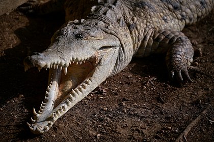Турист хотел сфотографировать крокодила и стал его жертвой на территории отеля