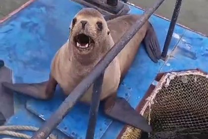 Упитанный морской лев из любви к лососю стал капитаном лодки в России