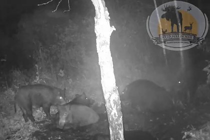 Спа-вечер семейства кабанов в российском регионе попал на видео