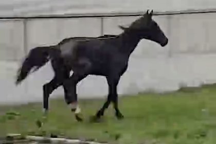Потерянную во Владикавказе травмированную лошадь нашли