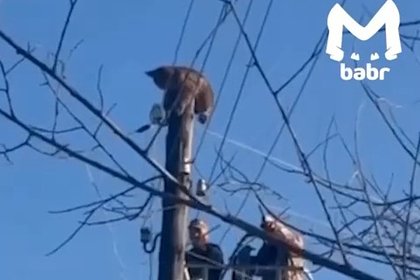 Рысь залезла на большой столб в России и вспомнила про свой страх высоты