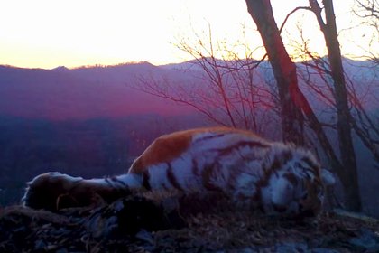 Уставший тигр показал россиянам любимые позы для сна и попал на видео