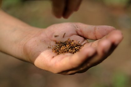 Власти одной страны ввели беспрецедентный запрет табака