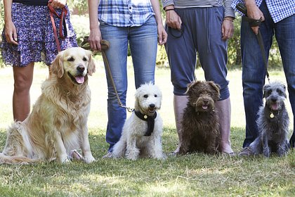 В России захотели открыть первый парк для собак