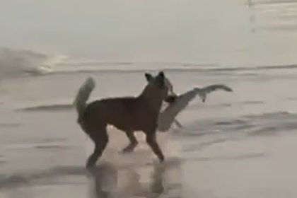 Собака динго поймала в море акуленка и попала на видео