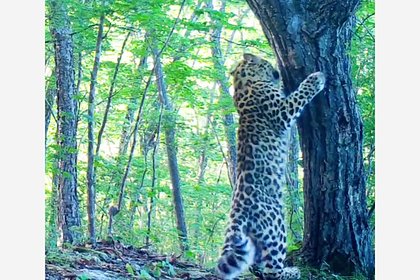 В России заметили первого в мире леопарда-суриката