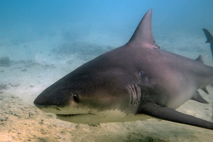 Тигровая акула вцепилась в ногу 13-летнему подростку