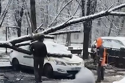 В Москве дерево под тяжестью снега рухнуло на машины