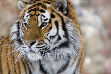 Тигр съел справлявшего нужду в лесу 40-летнего фермера