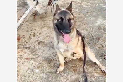 Обреченный на усыпление трехлапый щенок стал служить в спецназе