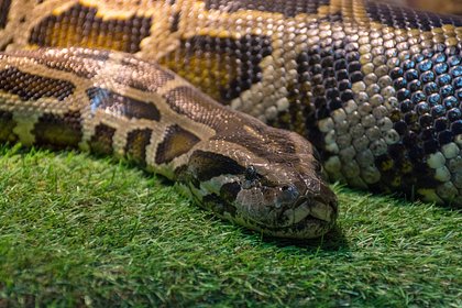 Шестиметровый питон скрутил человека и утащил в реку