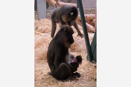 В российском зоопарке впервые за 20 лет родился мандрил