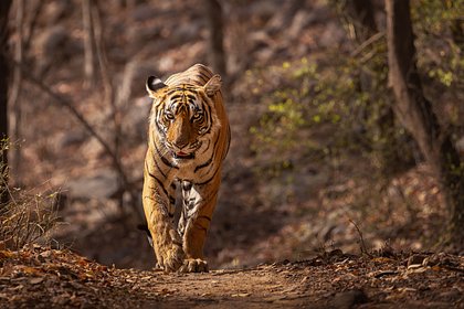 Жертву тигра нашли благодаря окровавленным шлепанцам