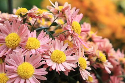 Россиянам раскрыли секреты выбора идеального букета ко Дню матери