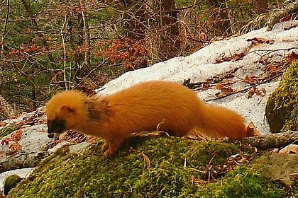 «Похититель душ» попал в фотоловушку в Приморье