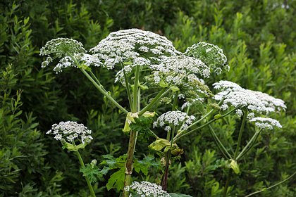 У россиянина изъяли участок из-за борщевика