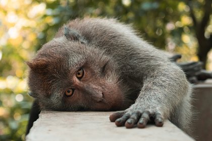 Макака-убийцу поймали через три дня после фатального нападения на пожилого мужчину