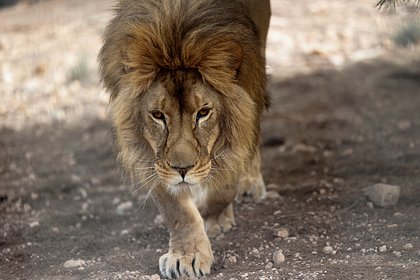 Пострадавший при атаке ВСУ на Васильевский зоопарк лев умер