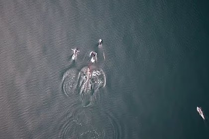 Дельфины и киты-убийцы объединились ради охоты и попали на видео