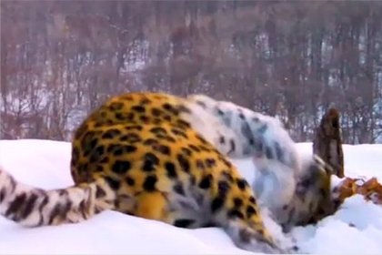 Подготовка дальневосточного леопарда к свиданию попала на видео