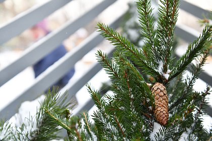 В Подмосковье семья спилила елку и вызвала гнев соседей