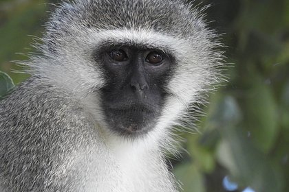 В США начали искать «очень умных» и непредсказуемых потерявшихся обезьян