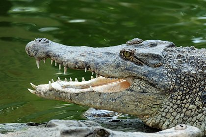 Крокодил растерзал десятилетнего мальчика