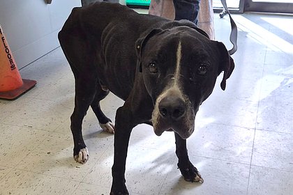 Собака воссоединилась с хозяевами спустя пять лет после таинственного исчезновения