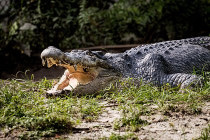 Сотрудники полиции спасли женщину из челюстей трехметрового крокодила