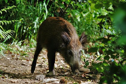 Дикий кабан ранил четырех человек на рынке