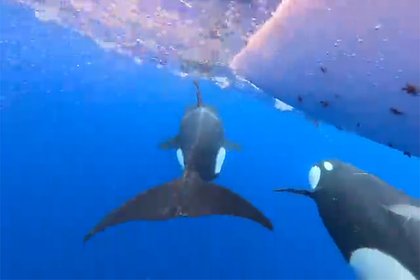 Огромные киты-убийцы окружили лодку с женщинами и попали на видео